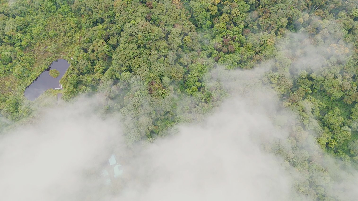 Clouds drifting over the forest below the Andes