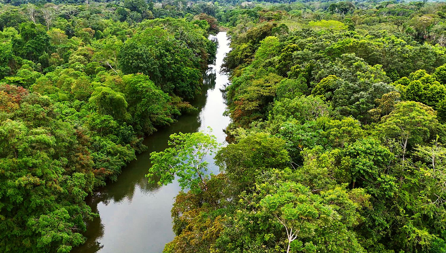 A river winding through the rainforest canopy